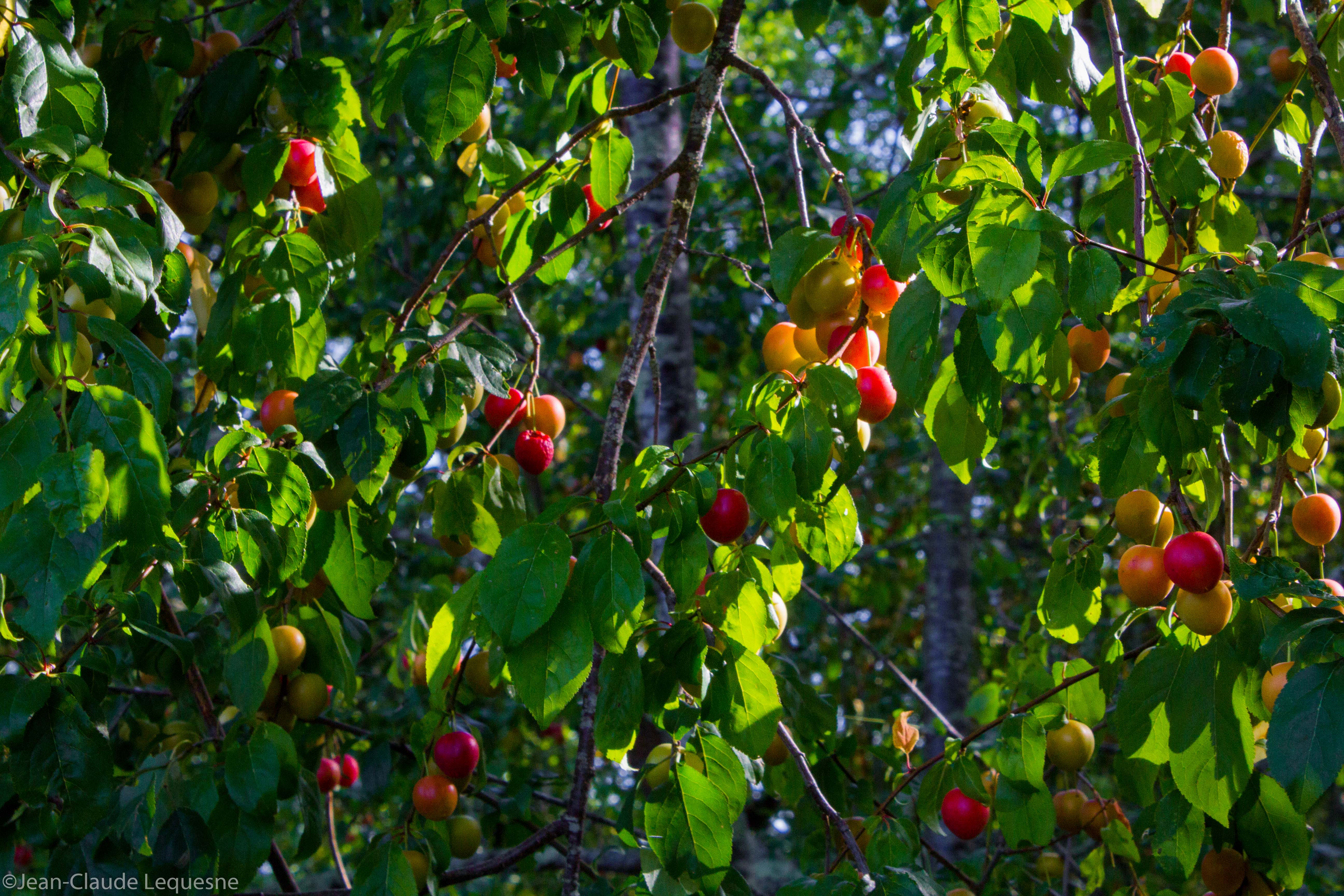 Prune Myrobolan de Marennes